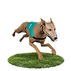 今彩539APP娛樂城白金賽狗